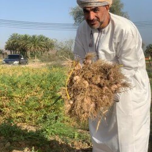 Agricultural Research Succeeds in Enhancing Local Garlic Production to 16.2 Tons per Acre in a Farm in the Bahla Governorate