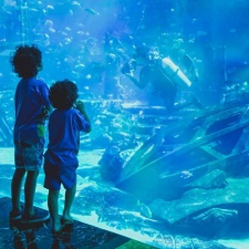 Explore the Latest Attractions News in the Kingdom of Bahrain – Marassi Galleria Upcoming Aquarium and Underwater Zoo