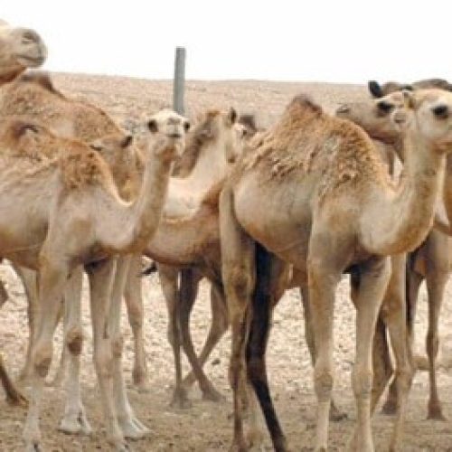 General Directorate of Agricultural, Fisheries, and Water Resources in Dhofar Province Urges Livestock Breeders, Fishermen, and Beekeepers to Take Necessary Precautions