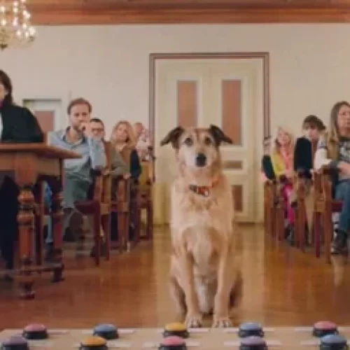 Kodi, the Loiret dog, wins the prestigious Palm Dog at the 2024 Cannes Film Festival
