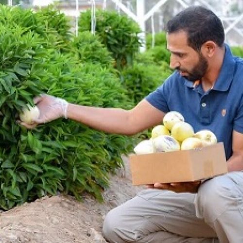 Varieties News Kingdom of Bahrain: Taif Farmers Thrive with Rare Pepino Fruit Cultivation